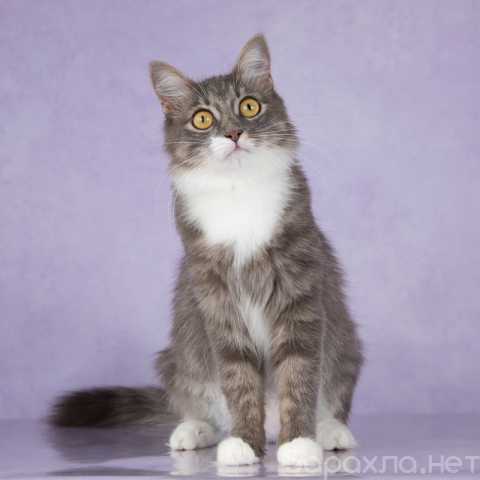 Отдам даром: Сибирская молодая кошка Лиза в дар