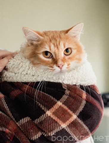 Отдам даром: Рыжий пушистый мраморный кот Чедер в дар