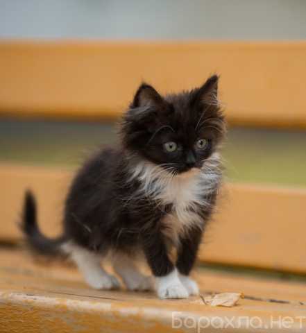 Отдам даром: Пушистый сибирский котенок Мура в дар