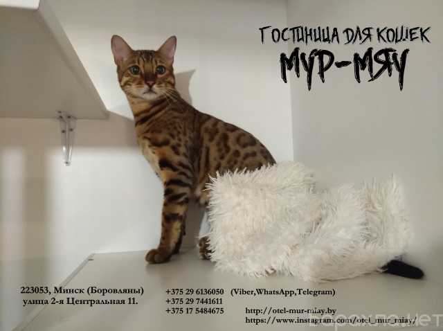 Предложение: Гостиница для кошек Мур-Мяу, Минск
