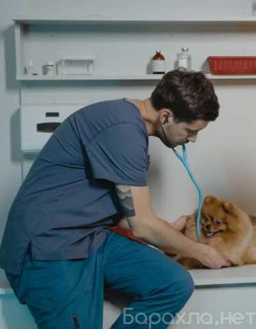 Предложение: Услуги ветеринара собакам кошкам