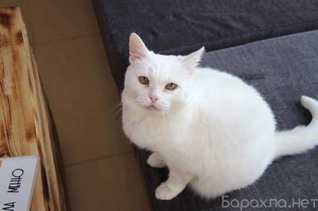 Отдам даром: Белая кошка