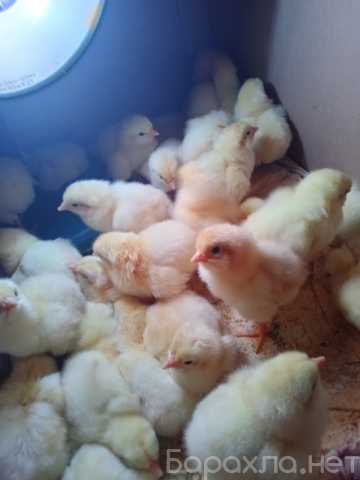 Продам: цыплят курочек петушков на доращивание