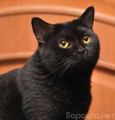 Отдам даром: Черная британская красавица кошка Фани