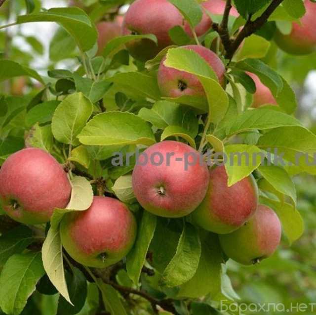 Продам: Крупномеры яблонь, саженцы яблони и плод