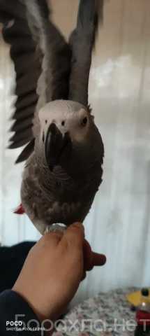 Продам: Ручной попугай Жако. Выкормыш