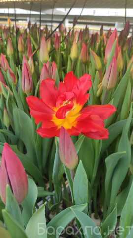 Продам: Тюльпаны оптом к 14 февраля и 8 марта