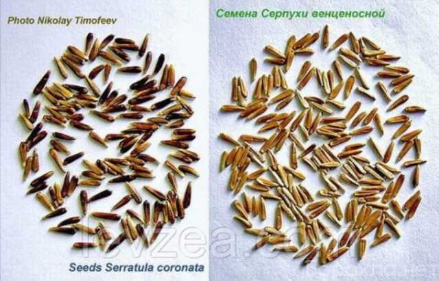 Продам: Семена серпухи венценосной от производителя