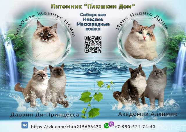 Продам: Котята Невской маскарадной кошки