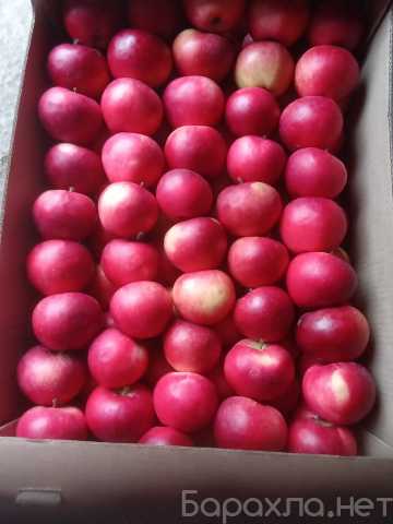Продам: Яблоки от производителя