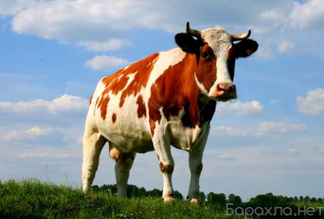Продам: Корова стельная 2г. 4мес
