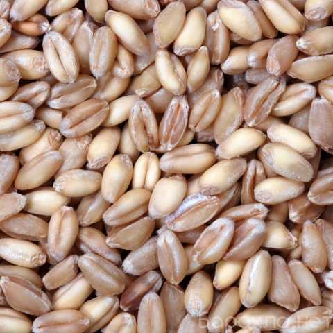 Продам: Зерно пшеница ячмень рожь