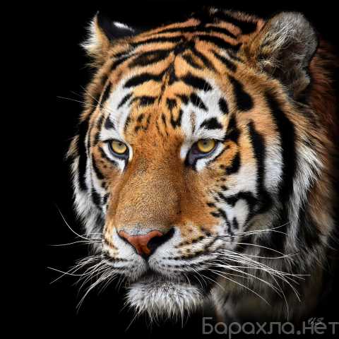 Продам: тигр на холсте 60х60см