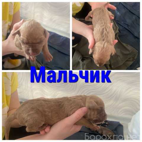 Маленькие породы собак на авито в петрозаводске