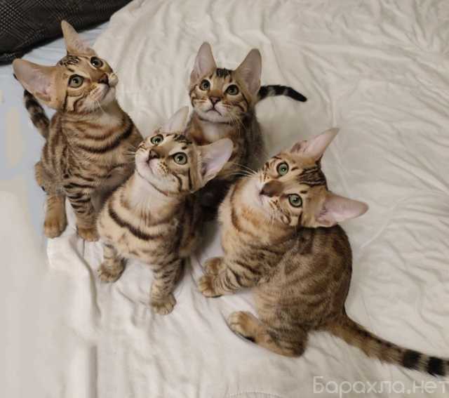 Продам: бенгальских котят с документами