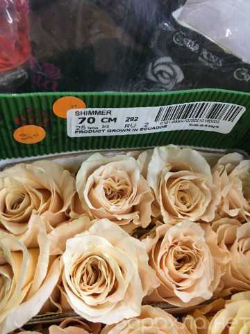 Продам: Цветы за полцены (розы, хризантемы, пион