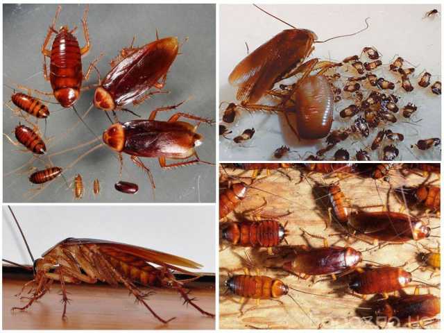 Предложение: Дезинсекция от тараканов в Туле