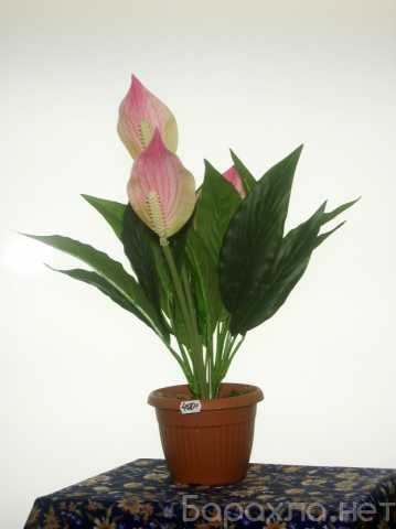 Продам: Растения интерьерные (цветы спатифиллума