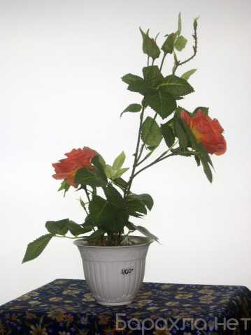 Продам: Растения интерьерные (цветы розы)