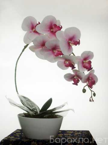 Продам: Растения интерьерные (цветы орхидеи)