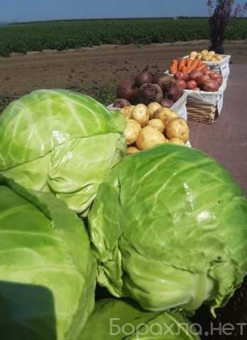 Продам: Свежие овощи в Барнауле в зиму со склада