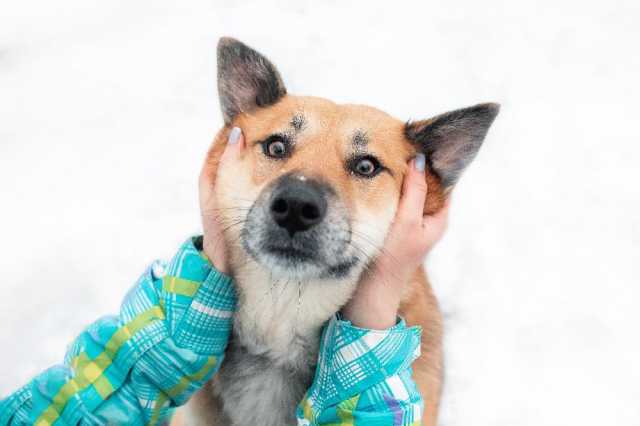 Отдам даром: Ханни - собака для дружбы, любви и семьи