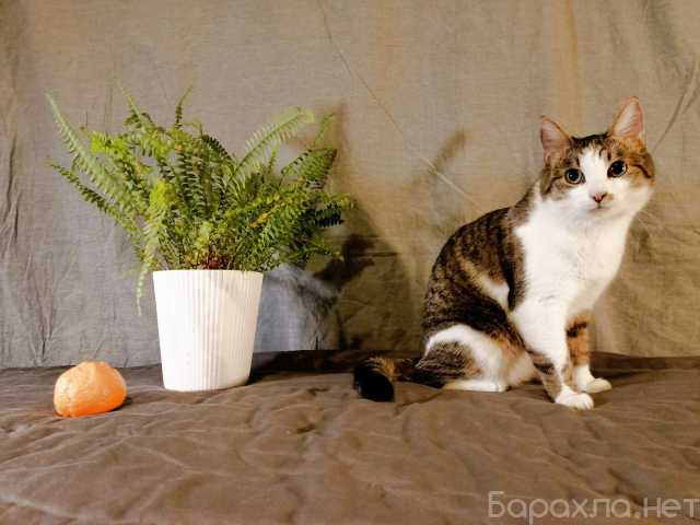 Отдам даром: Изысканный кот Виноградов ищет дом