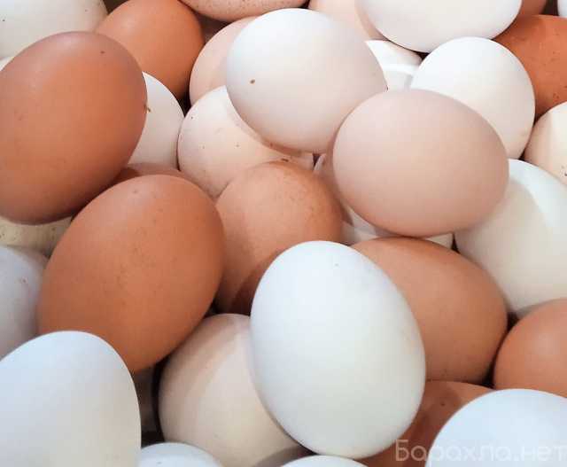 Продам: Яйца домашних кур