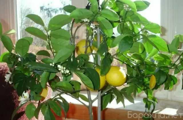 Продам: Лимонное дерево