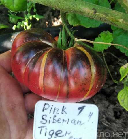 Продам: семена экзотических сортов томатов