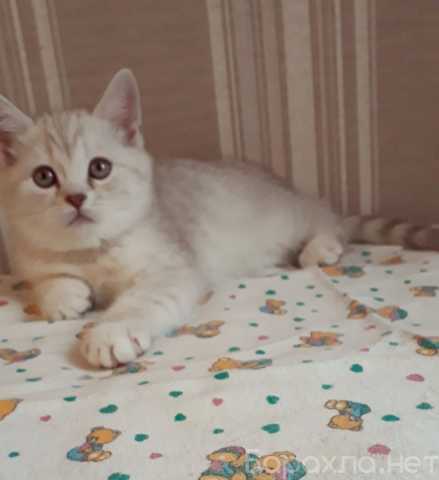 Продам: Роскошный кремовый котенок девочка