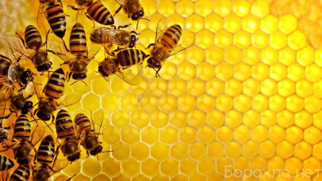 Продам: Пчелопакеты 2023