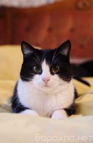 Отдам даром: Очаровательный глазастый котик Тима в да