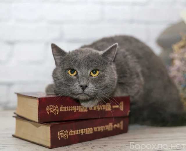 Отдам даром: Очаровательный котик-метис британца Грей