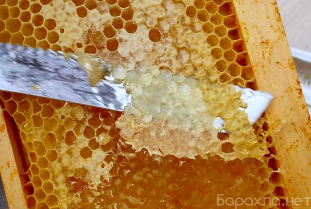 Продам: Алтайский таёжный мёд