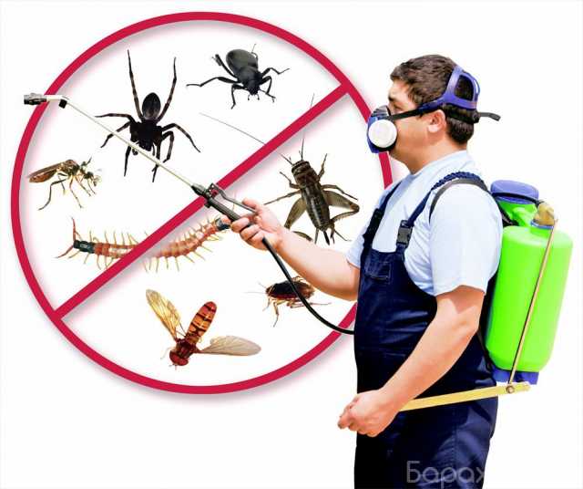 Предложение: Уничтожение клопов, тараканов, муравьев!