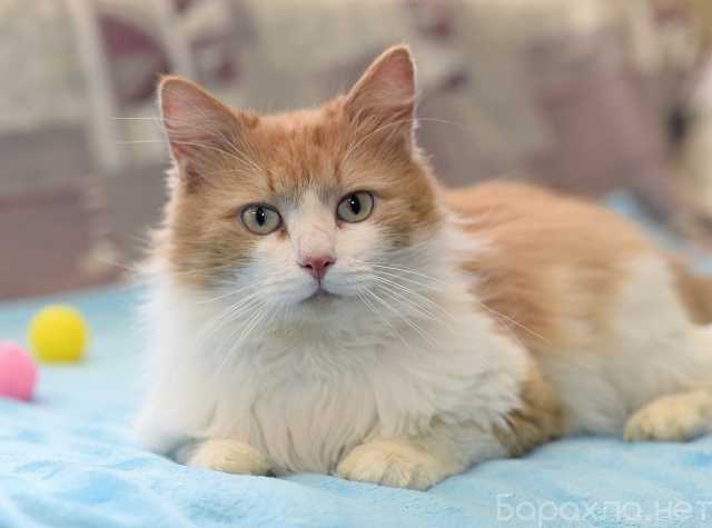 Отдам даром: Котик Шурик ищет дом!