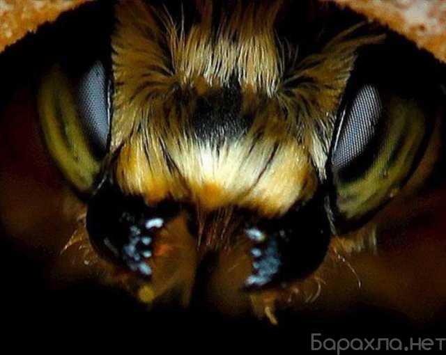 Продам: Пчелопакеты Карпатка, Карника запись на 2023 год