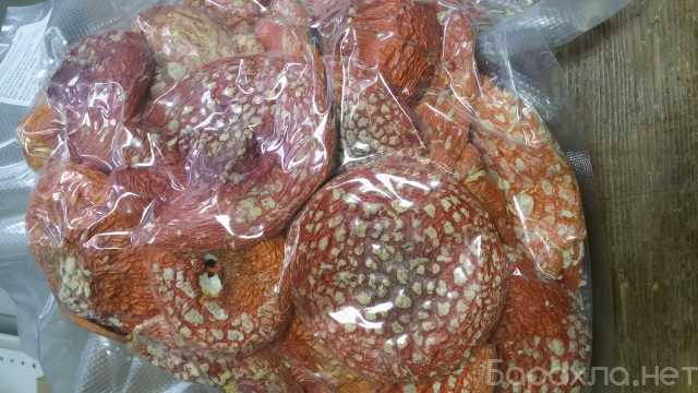 Продам: Продам грибы сушеные красного цвета ДмД