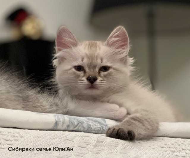 Продам: котята Сибирские с документами
