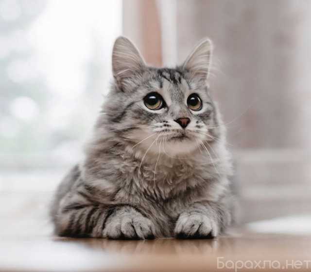 Отдам даром: Ласковый кот Космос, фенотип мейн-куна