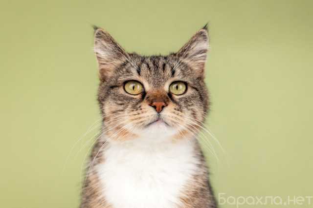 Отдам даром: Красавица-кошка Яна с кисточками