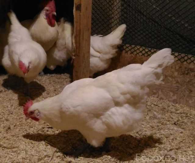 Продам: цыплят породы бресс гальская