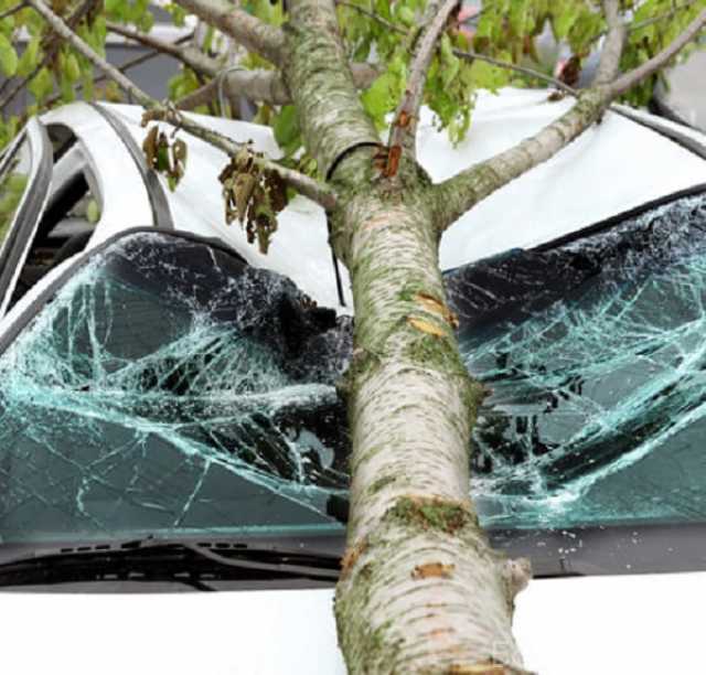 Предложение: Услуги юриста при падении дерева на авто