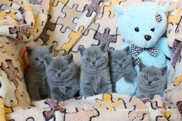Продам: Голубые британские котята из питомника