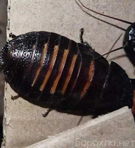 Продам: Мадагаскарские тараканы шипящие