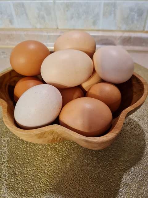 Продам: Домашние яйца