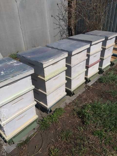Продам: Ульи для пчел