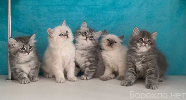 Продам: сибирские невские маскарадные котята