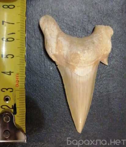 Продам: зуб ископаемой акулы мегалодона